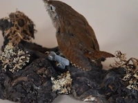 Vintage taxidermie - afbeelding 4 van  4