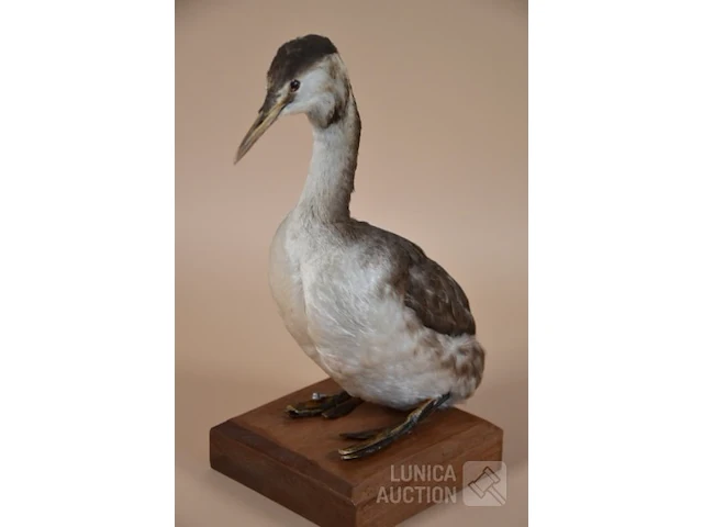 Vintage taxidermie - afbeelding 1 van  5
