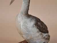 Vintage taxidermie