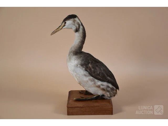 Vintage taxidermie - afbeelding 2 van  5