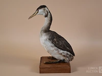 Vintage taxidermie - afbeelding 2 van  5