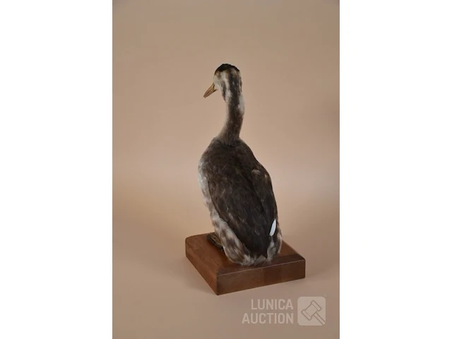 Vintage taxidermie - afbeelding 3 van  5