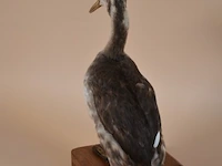 Vintage taxidermie - afbeelding 3 van  5