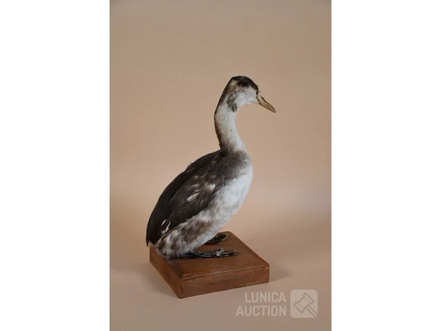 Vintage taxidermie - afbeelding 4 van  5