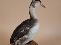 Vintage taxidermie - afbeelding 4 van  5