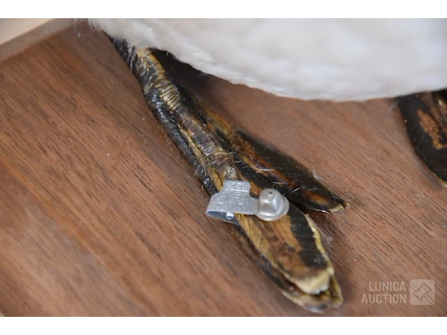 Vintage taxidermie - afbeelding 5 van  5