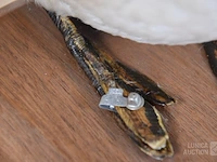 Vintage taxidermie - afbeelding 5 van  5