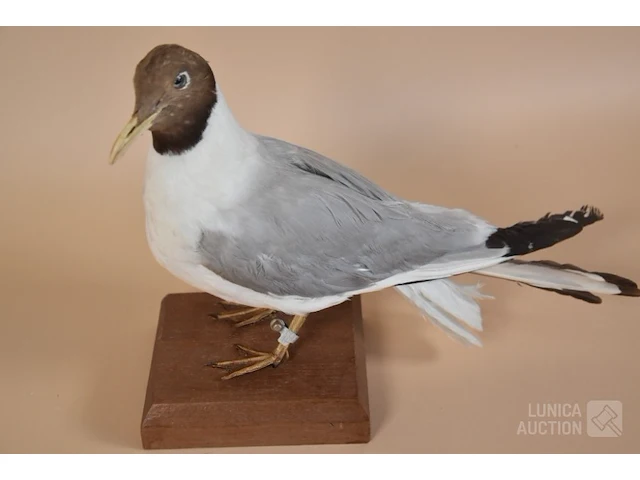 Vintage taxidermie - afbeelding 1 van  5