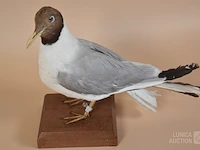 Vintage taxidermie