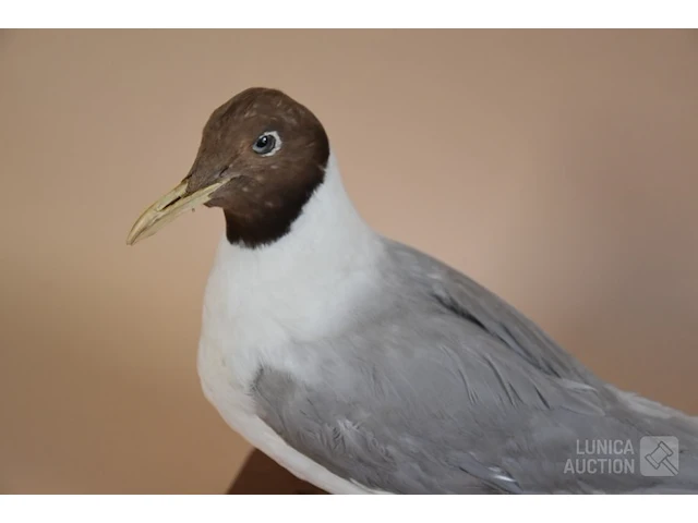 Vintage taxidermie - afbeelding 2 van  5
