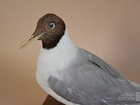 Vintage taxidermie - afbeelding 2 van  5