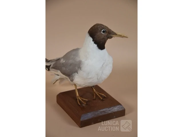 Vintage taxidermie - afbeelding 3 van  5