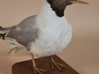 Vintage taxidermie - afbeelding 3 van  5