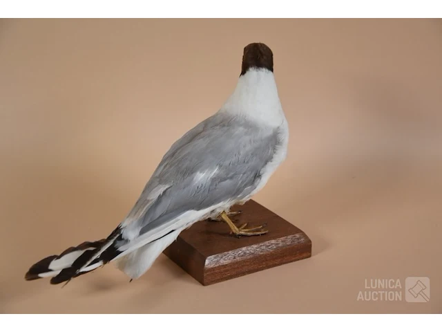 Vintage taxidermie - afbeelding 4 van  5