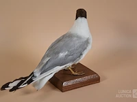 Vintage taxidermie - afbeelding 4 van  5