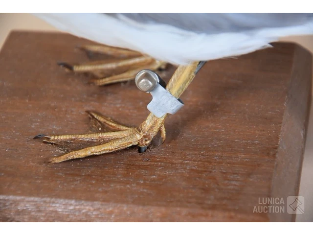Vintage taxidermie - afbeelding 5 van  5