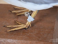 Vintage taxidermie - afbeelding 5 van  5