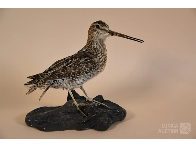 Vintage taxidermie - afbeelding 1 van  5