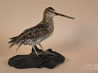 Vintage taxidermie