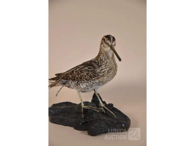 Vintage taxidermie - afbeelding 2 van  5
