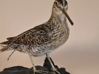 Vintage taxidermie - afbeelding 2 van  5