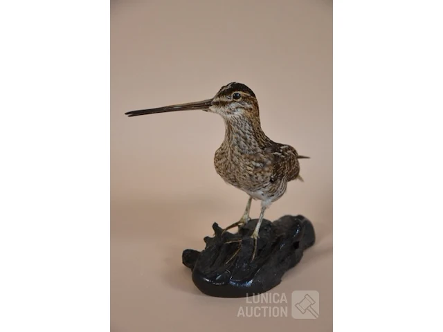 Vintage taxidermie - afbeelding 3 van  5