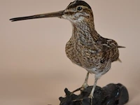 Vintage taxidermie - afbeelding 3 van  5
