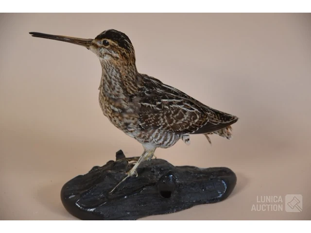 Vintage taxidermie - afbeelding 4 van  5