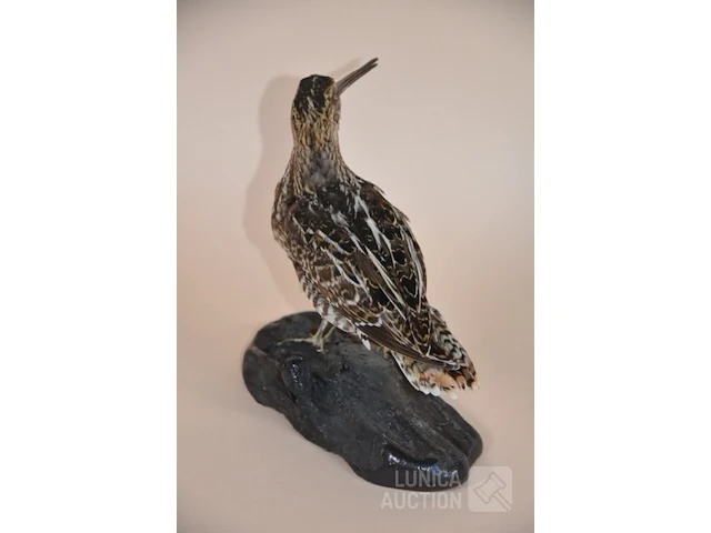 Vintage taxidermie - afbeelding 5 van  5