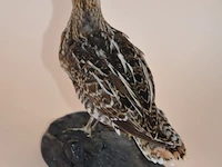 Vintage taxidermie - afbeelding 5 van  5