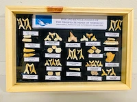 Vis en reptielfossielen in lijst