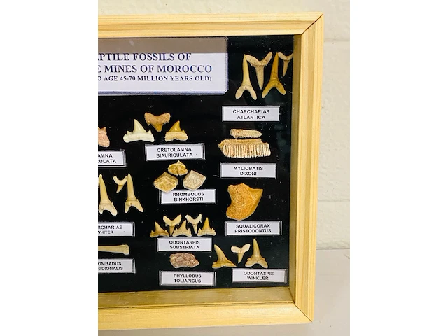 Vis en reptielfossielen in lijst - afbeelding 2 van  5
