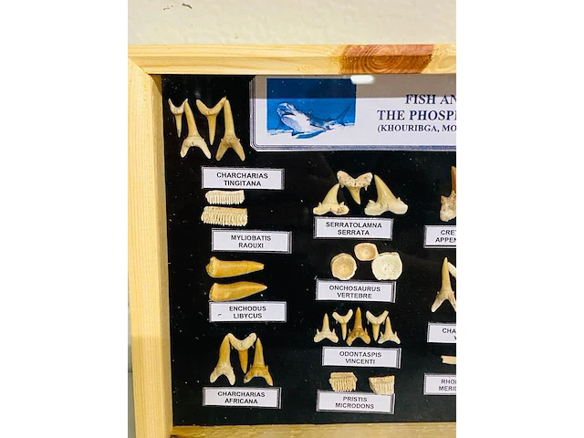 Vis en reptielfossielen in lijst - afbeelding 4 van  5