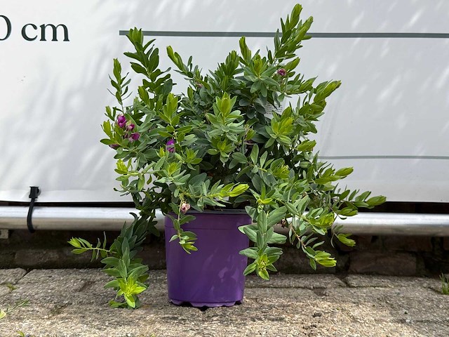 Vleugeltjesbloem - polygala myrtifolia - hoogte ca. 30 cm - afbeelding 1 van  3