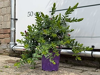 Vleugeltjesbloem - polygala myrtifolia - hoogte ca. 30 cm - afbeelding 3 van  3
