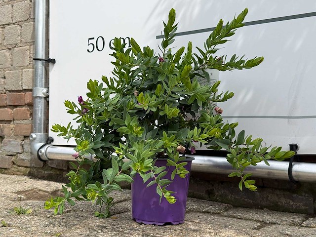 Vleugeltjesbloem - polygala myrtifolia - hoogte ca. 30 cm - afbeelding 3 van  3