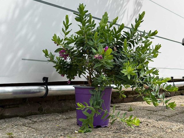 Vleugeltjesbloem - polygala myrtifolia - hoogte ca. 30 cm - afbeelding 2 van  3