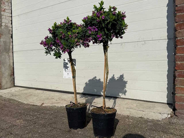 Vleugeltjesbloem stam - lentebloeier - polygala myrtifolia - hoogte ca. 80 cm (2x) - afbeelding 2 van  3