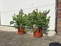 Vleugeltjesbloem struik - lentebloeier - polygala myrtifolia - hoogte ca. 50 cm (2x) - afbeelding 2 van  4