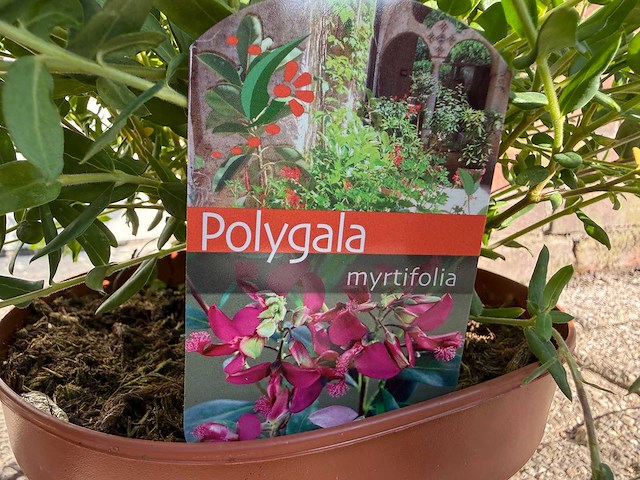 Vleugeltjesbloem struik - lentebloeier - polygala myrtifolia - hoogte ca. 50 cm (2x) - afbeelding 4 van  4
