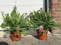 Vleugeltjesbloem struik - lentebloeier - polygala myrtifolia - hoogte ca. 50 cm (2x) - afbeelding 1 van  3