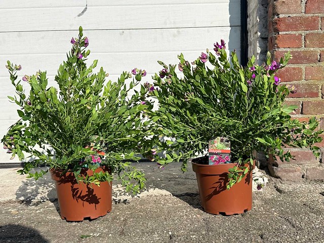 Vleugeltjesbloem struik - lentebloeier - polygala myrtifolia - hoogte ca. 50 cm (2x) - afbeelding 1 van  4