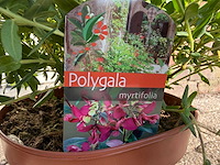 Vleugeltjesbloem struik - lentebloeier - polygala myrtifolia - hoogte ca. 50 cm (2x) - afbeelding 4 van  4