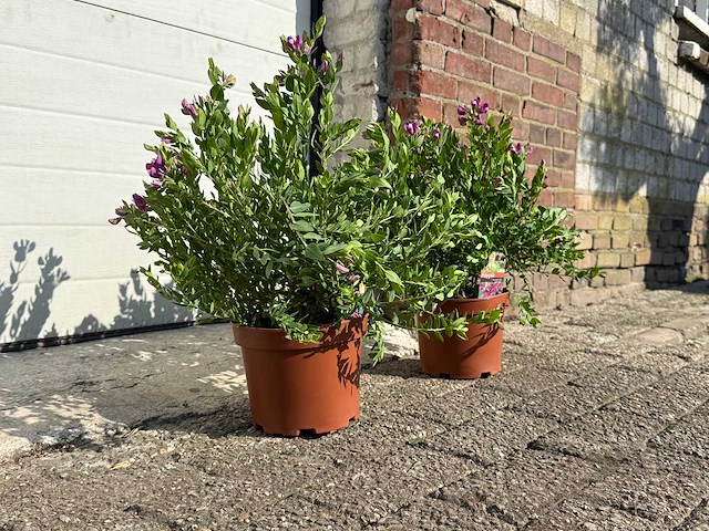 Vleugeltjesbloem struik - lentebloeier - polygala myrtifolia - hoogte ca. 50 cm (2x) - afbeelding 1 van  1