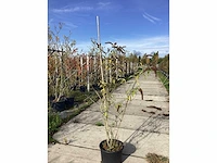 Vlinderstruik - meerstammige boom