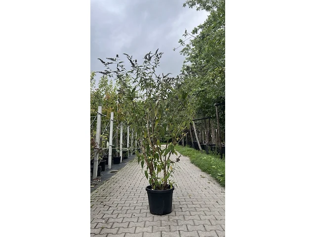 Vlinderstruik, buddleja 'adonis blue', sierheester, paarse bloei, ca. 150-175 cm hoog - afbeelding 1 van  2