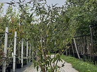 Vlinderstruik, buddleja 'adonis blue', sierheester, paarse bloei, ca. 150-175 cm hoog