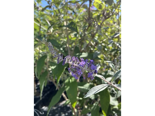 Vlinderstruik, buddleja 'adonis blue', sierheester, paarse bloei, ca. 150-175 cm hoog - afbeelding 2 van  2