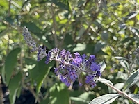 Vlinderstruik, buddleja 'adonis blue', sierheester, paarse bloei, ca. 150-175 cm hoog - afbeelding 2 van  2