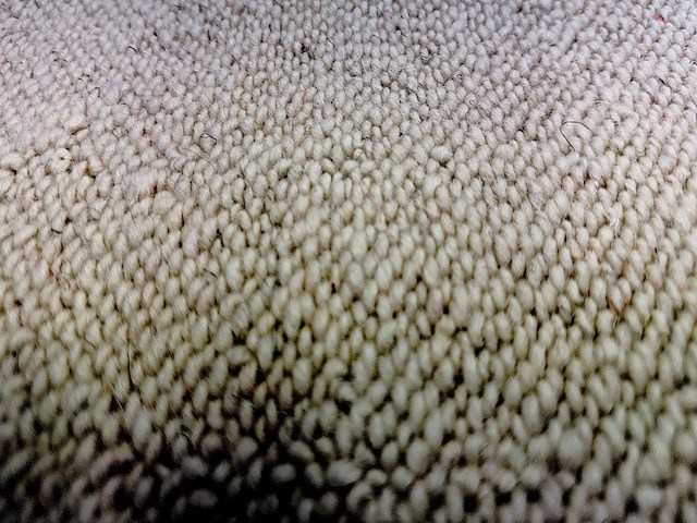 Vloerkleed, m-ray, rechthoek, creme - afbeelding 3 van  4